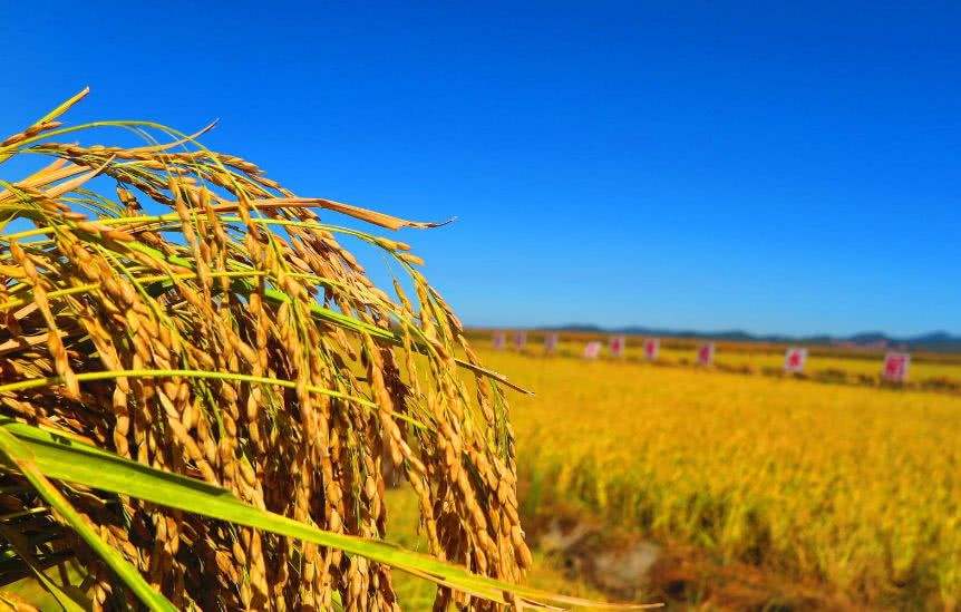 到收获季节大豆豆荚无豆粒是怎么回事儿呢？