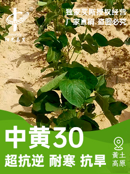 中黄30