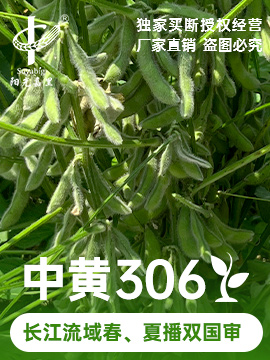 中黄306