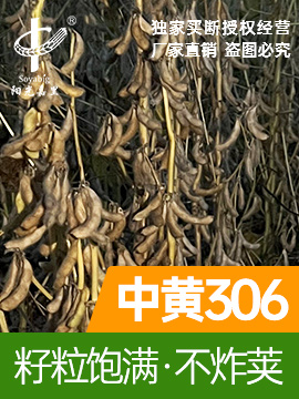 中黄306